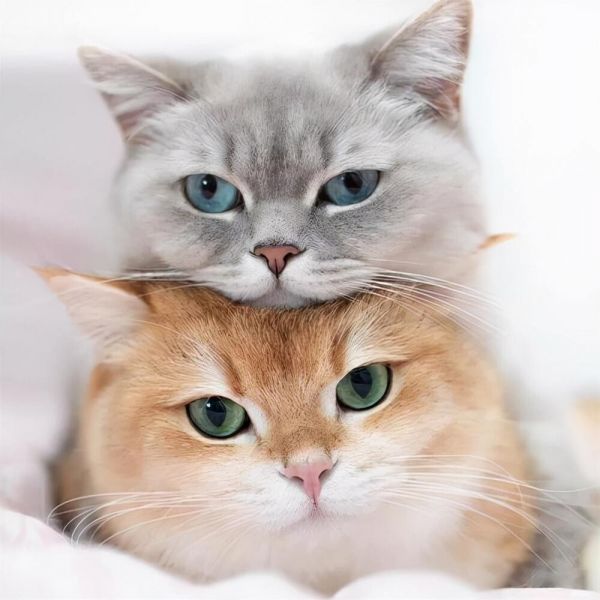 英短猫吃什么猫粮比较好?英短猫猫粮选择指南