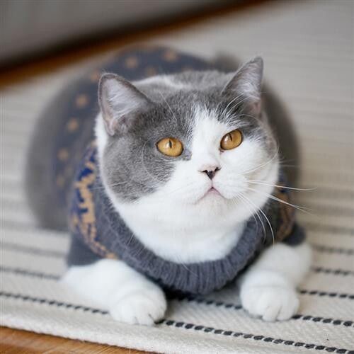 英短猫吃什么猫粮比较好?英短猫猫粮选择指南