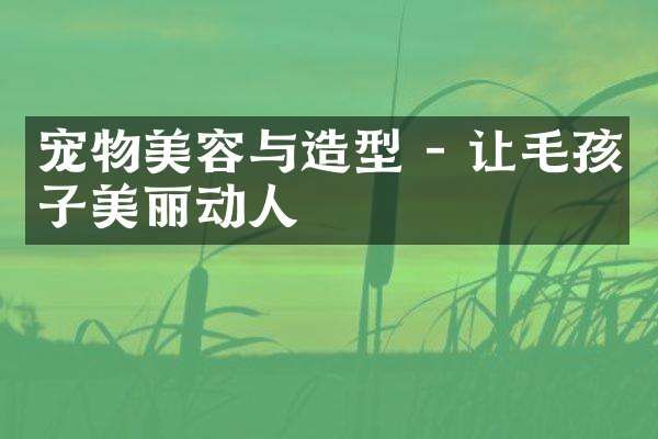 宠物美容与造型 - 让毛孩子美丽动人