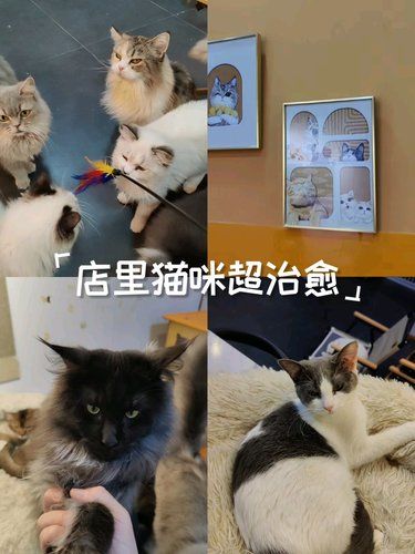 快带上爱宠来洗浴吧
