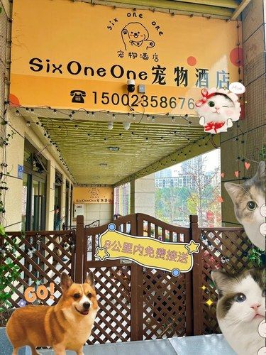大竹林❗️ 8公里内免费接送寄养，宠物洗护