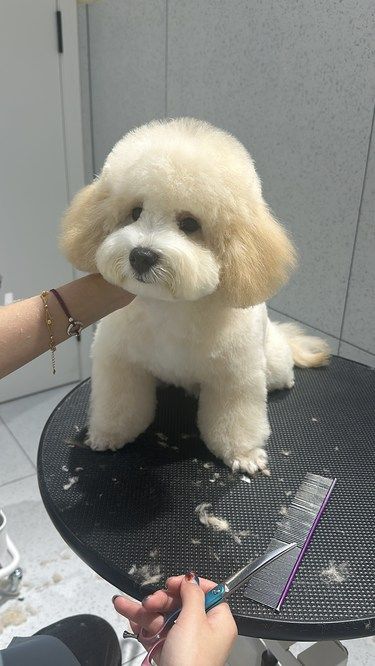 潦草小狗爆改善良摇粒绒