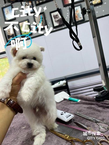 宠物造型的艺术感