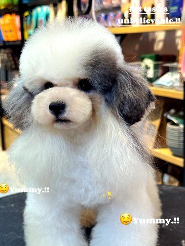 潮流狗狗造型师 ✂️