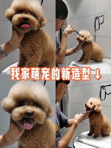 我家萌宠的新造型～美容完效果真不错