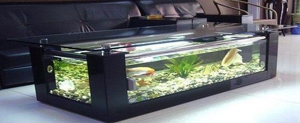 海水观赏鱼的养护秘籍有哪些：海水观赏鱼养护秘籍 鱼缸百科 第2张
