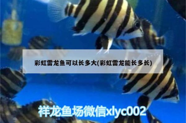 武侯区龟与熊猫宠物用品店 全国水族馆企业名录