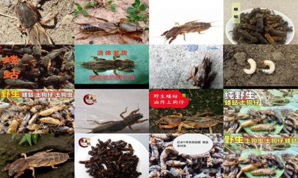 土狗虫养殖技术