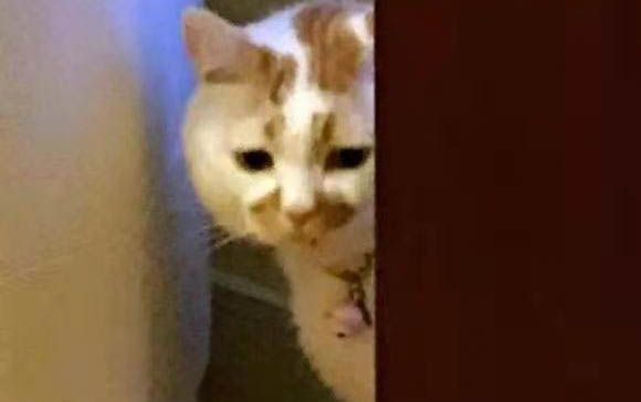 放心质量好的猫罐头品牌推荐
