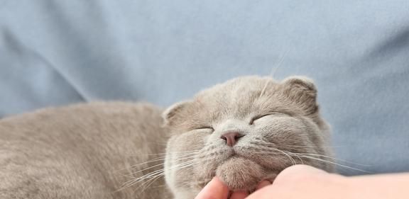 猫咪侧卧咕噜咕噜的秘密（探索猫咪的行为和表达方式）