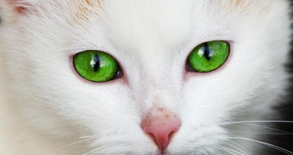 如何拥有一只“小猫眼睛大还突出”的宠物猫（探秘猫咪眼睛的神奇之处）