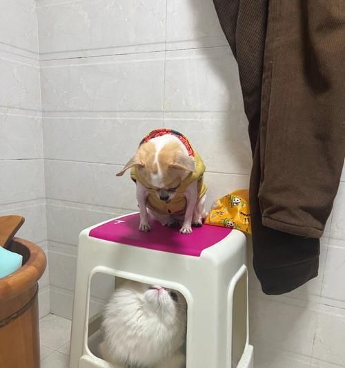 小猫尿身上怎么办（如何处理宠物的不良行为）