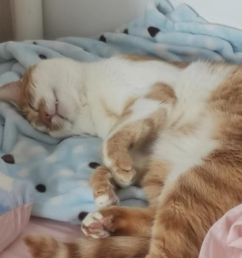 如何训练宠物猫咪规律睡觉（以养成良好习惯为目标）