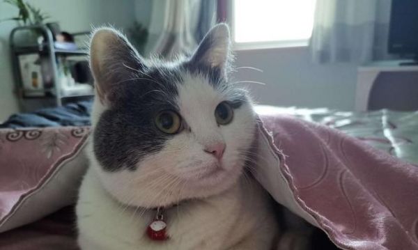小猫的钻洞癖好（探讨宠物猫咪常见的钻洞行为及其原因）