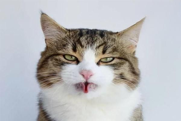 猫咪好性格养成方法
