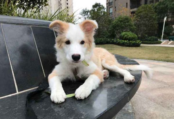 狗狗晚上发出哭一样的叫声,原来代表了这些意思