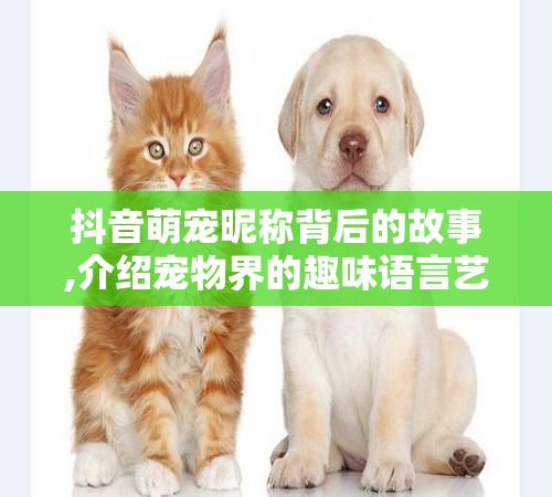 抖音萌宠昵称背后的故事,介绍宠物界的趣味语言艺术