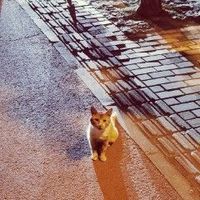 头像