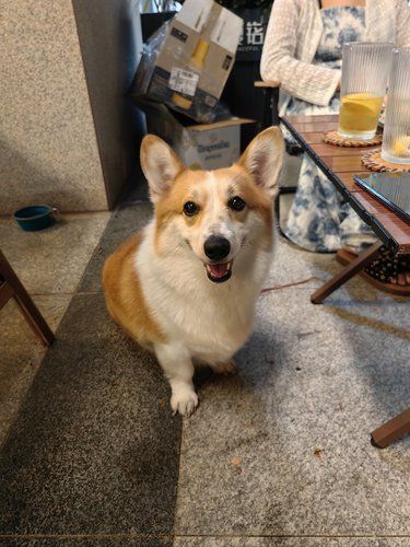 狗狗的快乐，我的快乐