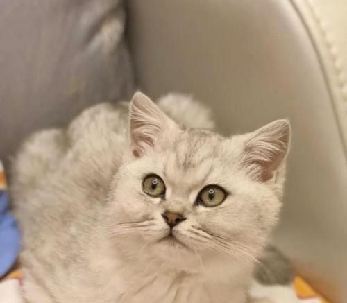 8周大小猫的干粮喂养指南（从营养需求到选择品牌）