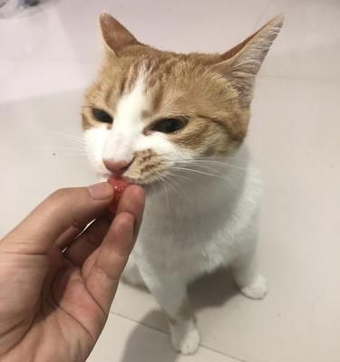 8周大小猫的干粮喂养指南（从营养需求到选择品牌）