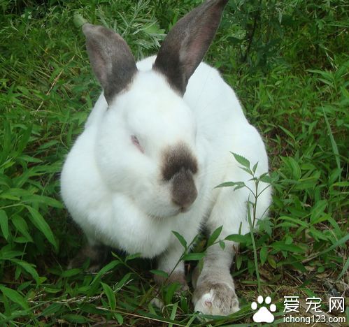 比利时兔怎么养