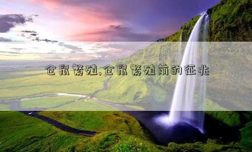 仓鼠繁殖,仓鼠繁殖前的征兆