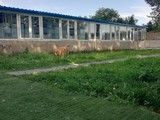 石景山宠物狗寄养 24小时咨询电话