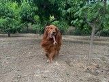北京西城猫咪寄养 北京伯羽宠物寄养