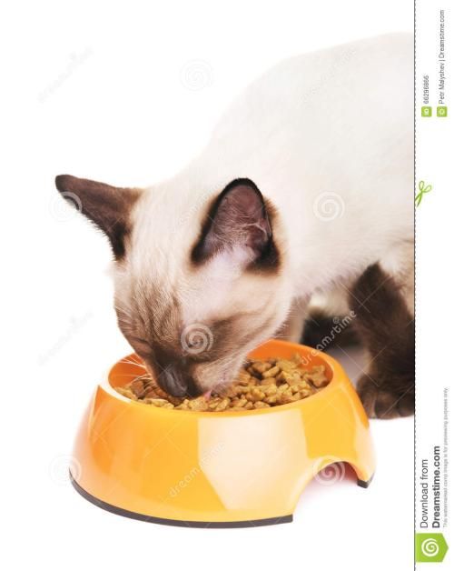 宠物食品进口代理公司