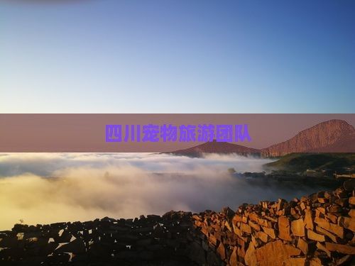 四川宠物旅游团队