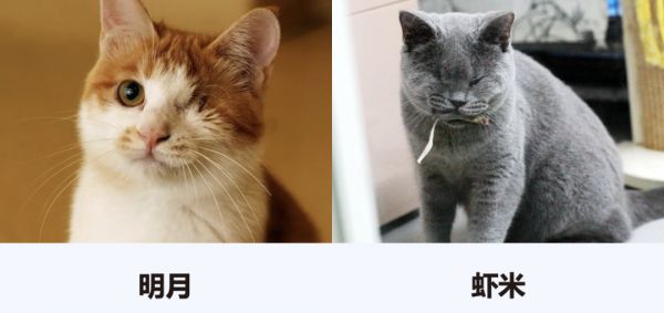 你宠上天的布偶猫，明天可能就进领养中心了