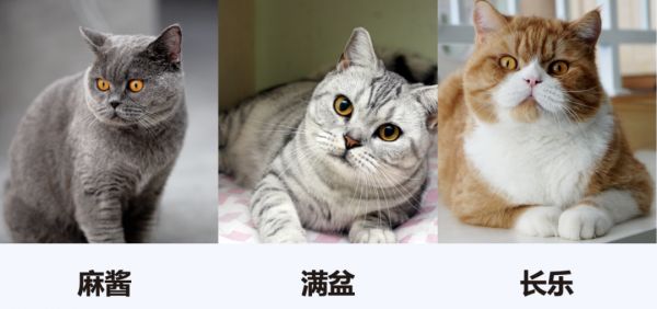 你宠上天的布偶猫，明天可能就进领养中心了