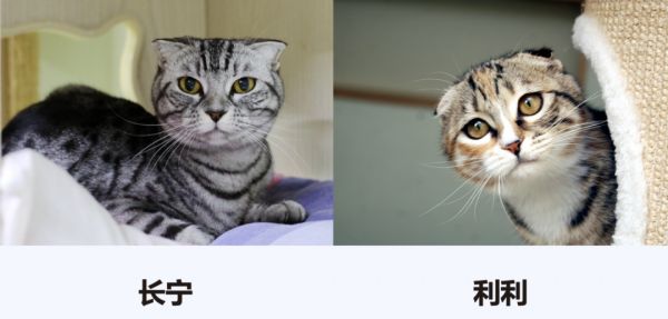 左边的折耳有点美短血统，右边则是一只普通的狸花猫