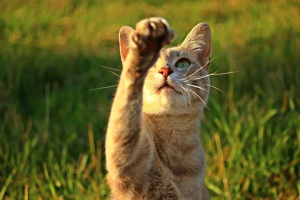 可爱与利爪都是猫的一部分｜Pixabay