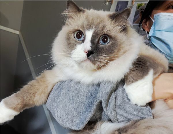 这是大壮，今年来到领养中心的“布偶”猫，未来很可能有更多的布偶猫被遗弃