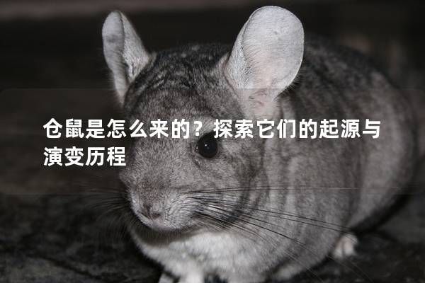 仓鼠是怎么来的？探索它们的起源与演变历程