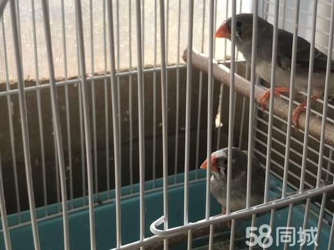 开封花鸟鱼虫·自家繁殖珍珠鸟，健康活泼，15元一只超便宜！想要的来