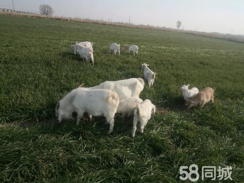 开封花鸟鱼虫·家散养山羊肉质好