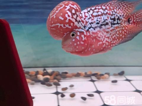 开封花鸟鱼虫·大爆幻彩金花，苗子养起