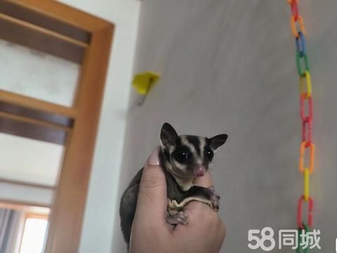 开封花鸟鱼虫·蜜袋鼯小飞鼠