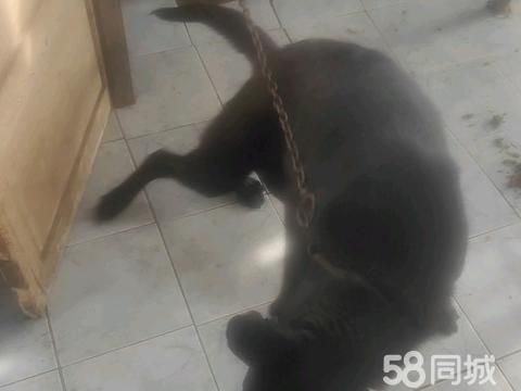 开封花鸟鱼虫·自己家养狼青