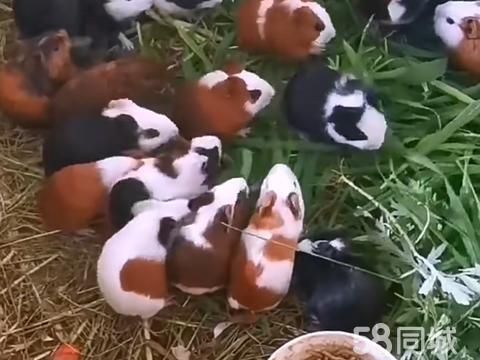 开封花鸟鱼虫·绝绝子荷兰鼠