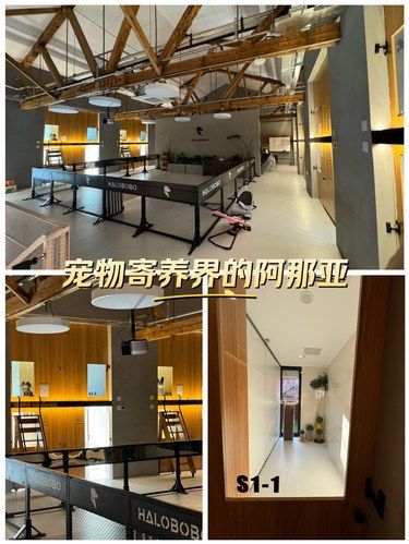 宠物寄养界的阿那亚！！