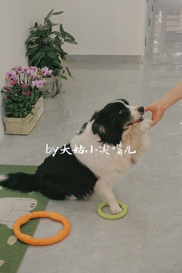 宠物过年住的酒店还真不错呢！