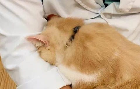 宠物医院猫咪清理耳螨价格