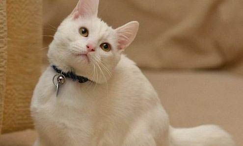 宠物医院清理猫耳螨价格