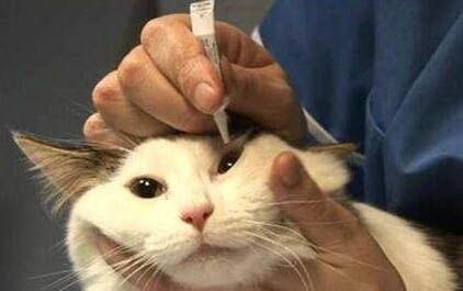 宠物医院清理猫咪耳螨价格