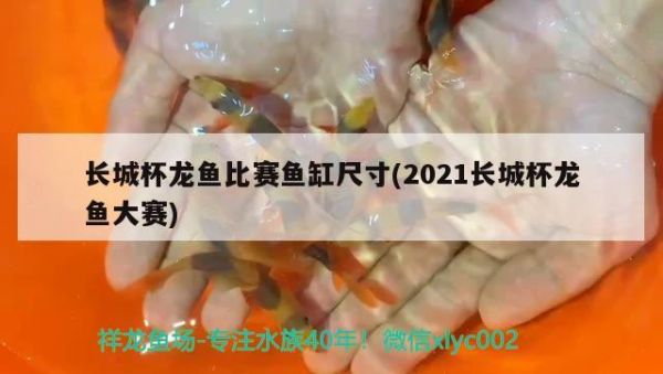 长城杯龙鱼比赛鱼缸尺寸(2021长城杯龙鱼大赛) 2024第28届中国国际宠物水族展览会CIPS（长城宠物展2024 CIPS）