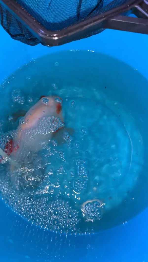 病号 龙鱼疾病与治疗